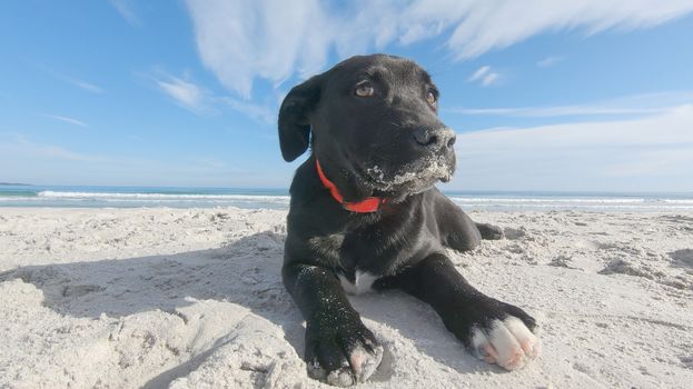 Close-up of a black puppy dog ​​with the snout dirty of sand, low ears and the guilty look abandoned on a white beach in search of family and master