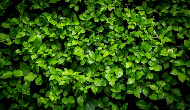 Background Pattern - Green Leaves Wall or Green Bush Background.