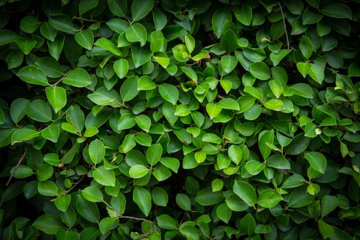 Background Pattern - Green Leaves Wall or Green Bush Background.