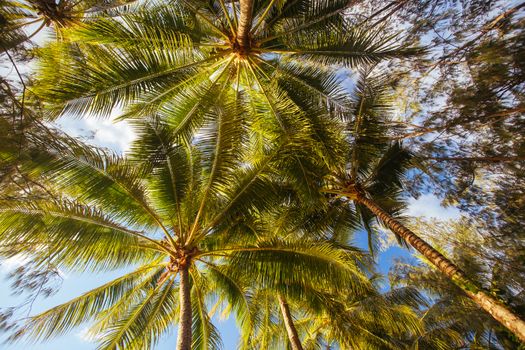 The famous idyllic beachfront of Palm Cove at sunrise in Queensland, Australia