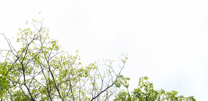 green leaves and branches isolated on white background for environment nature concept for design and decoration.