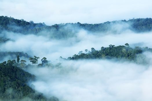 The fog covered the dense forest below, with abundant trees.