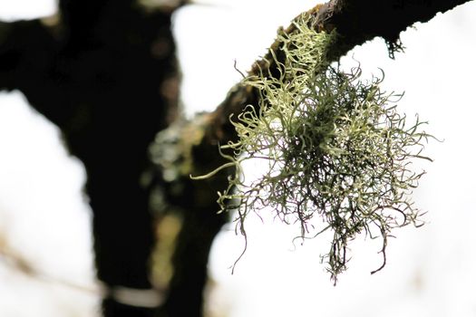 Lichens on tree branches in the scrubland, lichens are two kinds of organisms, including fungi and algae. With a cohabitation