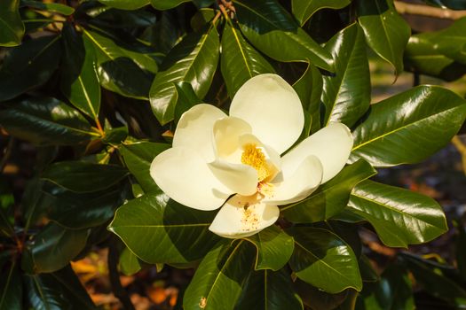 the magnolia grandiflora is an ornamental tree  with large and shiny leaves  and white fleshy and scented flowers