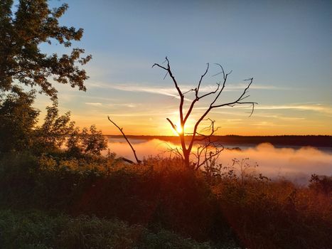 Driftwood against the background of a landscape with the sun rising, smart