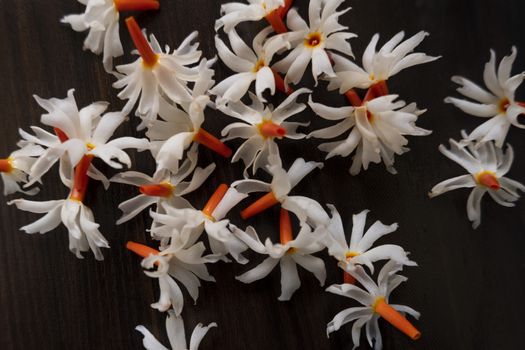 Parijat (Night Jasmine) flower laying on wooden background its called Raat Ki Rani In India. The amazing fragrance of this flower uses in many spiritual activities