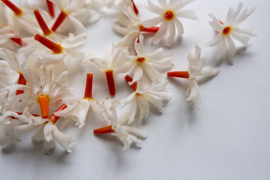 Night Jasmine (Parijat) flower gathering on white background its called Raat Ki Rani In India. The amazing fragrance of this flower uses in many spiritual activities