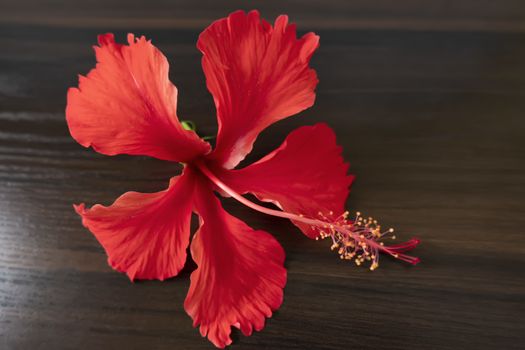 a red daasaval (Hibiscus) flower on wood background, Hibiscus colorful flowers. These blossoms can make a decorative addition to a home or garden, but they also medicinal uses