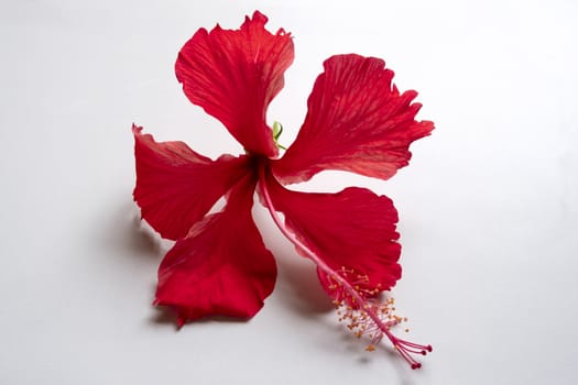 a red daasaval (Hibiscus) flower on white background, Hibiscus colorful flowers. These blossoms can make a decorative addition to a home or garden, but they also medicinal uses