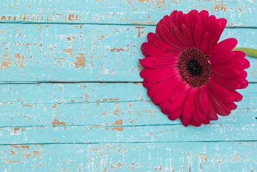 Close-up of pink gerbera flower over light blue wooden background