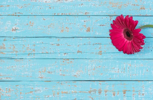 Pink gerbera flower decoration over turquoise wood