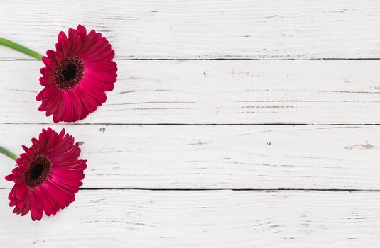 Two beautiful pink gerbera flower over white wooden background with copy space