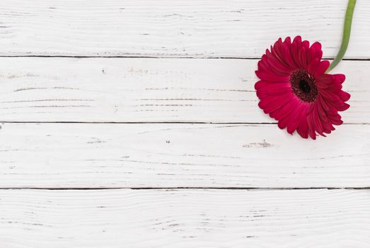 Pink gerbera flower on white wooden table with copy space