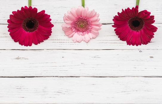 Beautiful pink gerbera daisy flowers decoration over white wood with copy space