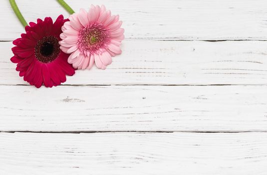 Two pink gerbera daisy flowers on white wooden background with copy space