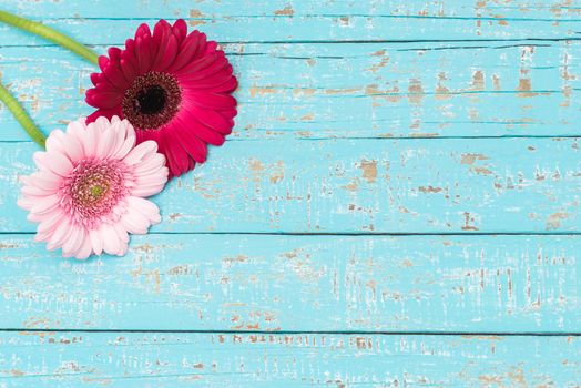 Flowers decoration of two pink gerbera blossoms on turquoise wood with copy space