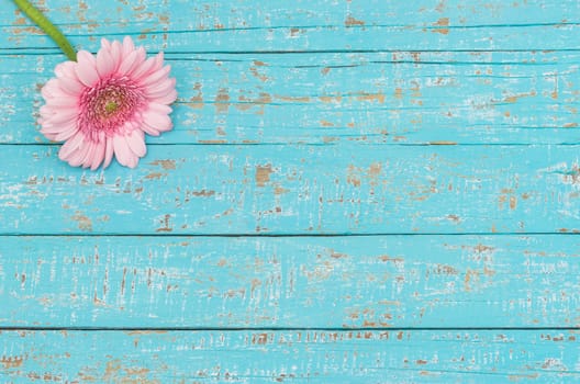 Romantic pink gerbera daisy blossom on light blue wooden background with copy space