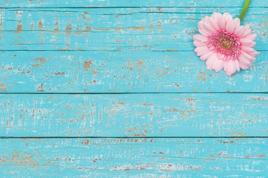 Beautiful pink gerbera daisy on pastel blue wooden background with copy space