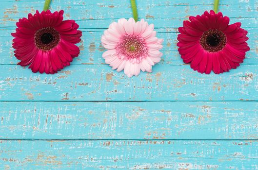 Composition of three pink gerbera flowers on light blue wooden background with copy space
