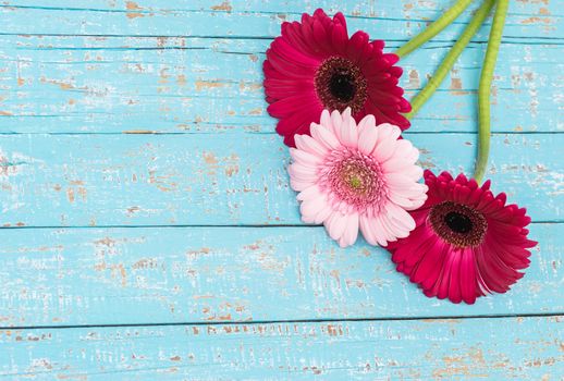 Beautiful bunch of pink gerbera flowers on light blue wood