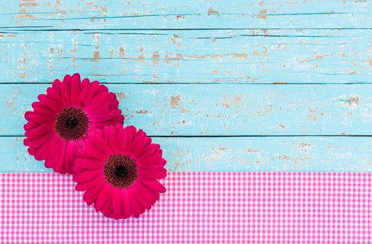 Fresh pink gerbera daisy flowers decoration on light blue wood for a greeting or gift card
