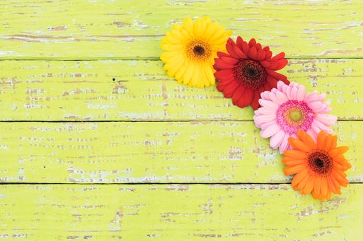 Beautiful multi-colored gerbera flowers on wooden table with copy space, top view