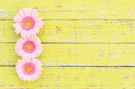 Gerbera daisy flowers in pastel pink on yellow wood, floral frame with copy space