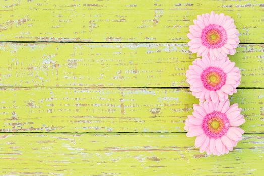 Pink gerbera flower heads on rustic wooden table with copy space, top view