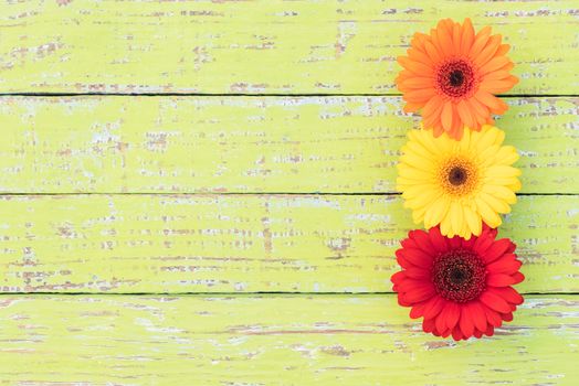 Colorful gerbera flowers border on wooden background with copy space
