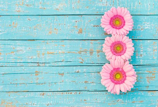 Beautiful pink gerbera flowers on turquoise wood, top view, copy space
