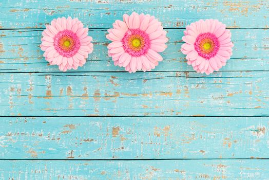 Romantic pink gerbera flowers border frame on light blue wood with copy space, top view