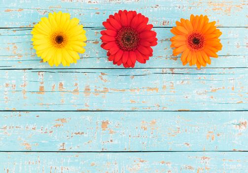 Colorful gerbera daisy flowers border frame decoration on pastel blue wood with copy space