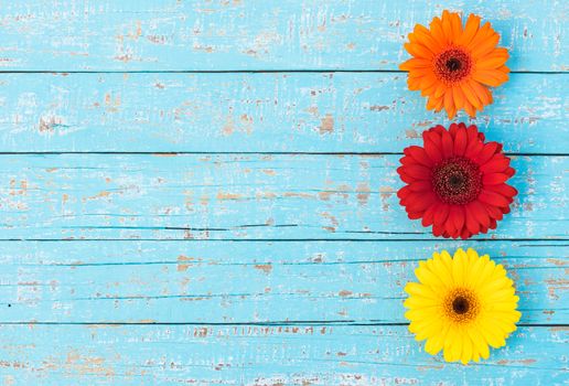 Gerbera flowers in orange, red and yellow on turquoise wood, top view with copy space