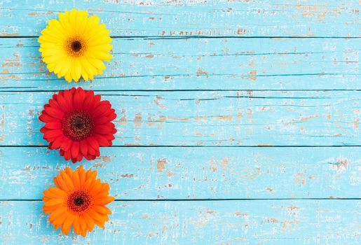 Gerbera flowers frame on light blue wooden background with copy space