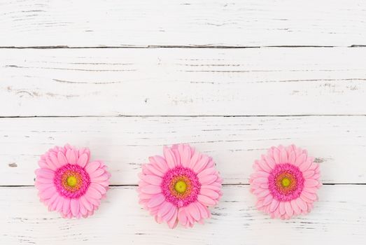 Romantic pink gerbera flowers on white wooden background with copy space