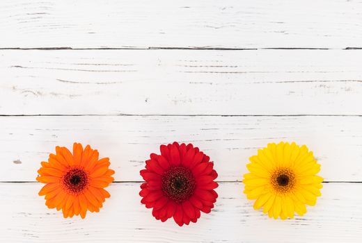 Colorful gerbera flowers on white wooden table background, top view, copy space