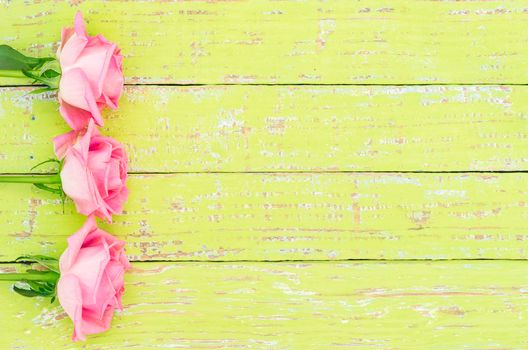 Fresh pink romantic rose flowers on green wood with copy space