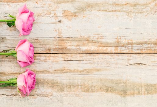 Beautiful pink rose flowers on rustic shabby wood background with copy space