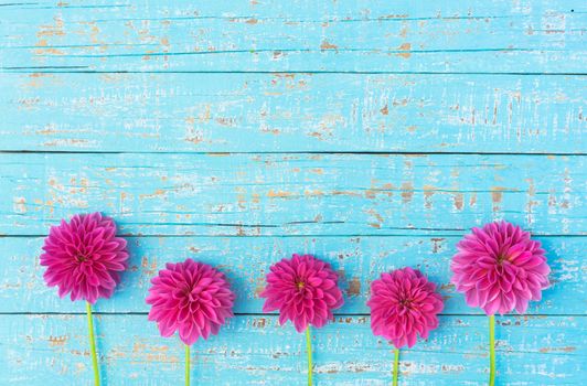 Flowers arrangement of pink dahlia flowers on light blue wood background with copy space
