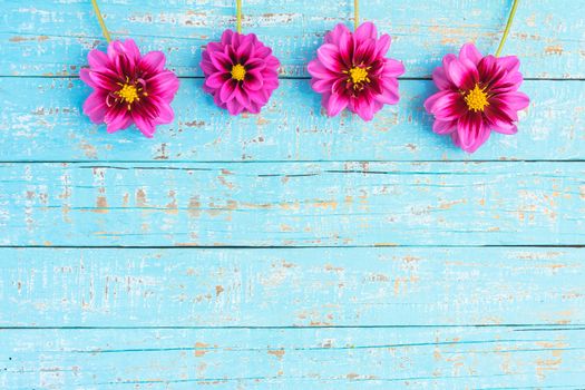 Beautiful pink flowers on light blue wooden background with copy space