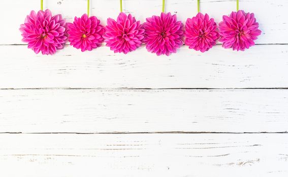 Beautiful pink flowers frame on white wooden background with copy space