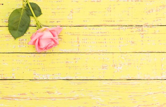 Pink rose, single flower on yellow wood background with copy space