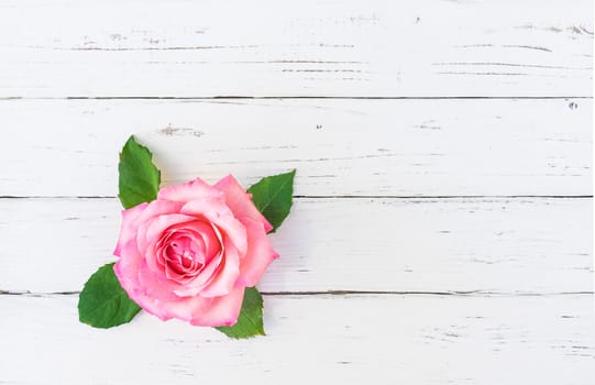 Beautiful pastel pink rose flower on white wood with copy space
