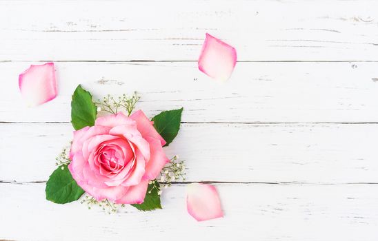 Romantic pink rose flower head with baby's - breath on white background with copy space, top view