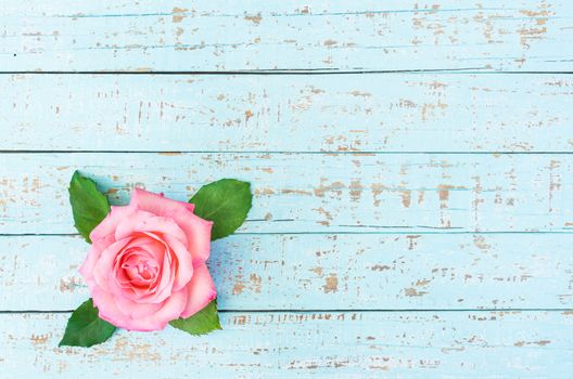 Romantic pink rose flower on blue wood background, top view with copy space