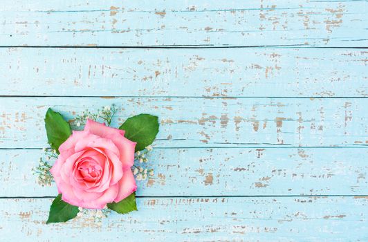 Pink rose flower head on turquoise  wooden background with copy space, top view