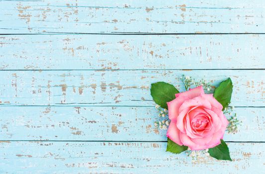 Pink rose flower head with gypsophila decoration on blue background with copy space