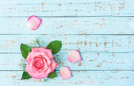 Pink rose flower head with petals on blue background with copy space, top view