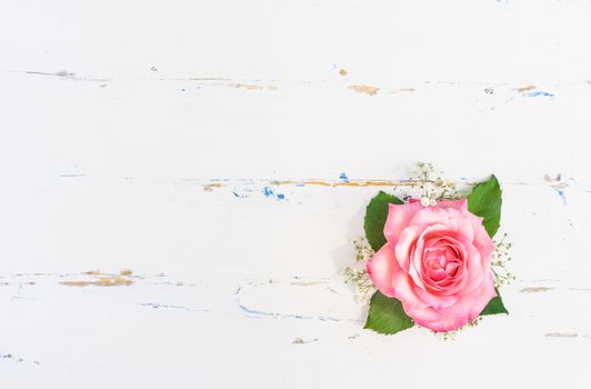 Beautiful pink rose blossom on white wood with copy space