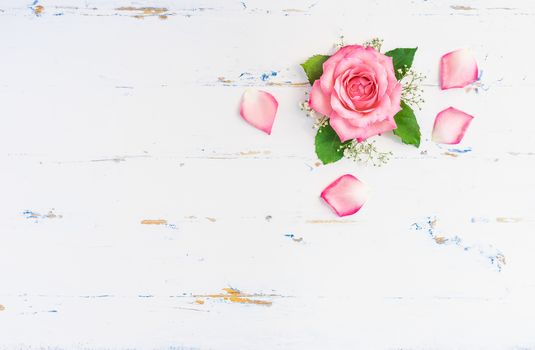 Beautiful pink rose flower head with gypsophila and petals on white wood with copy space, top view 
